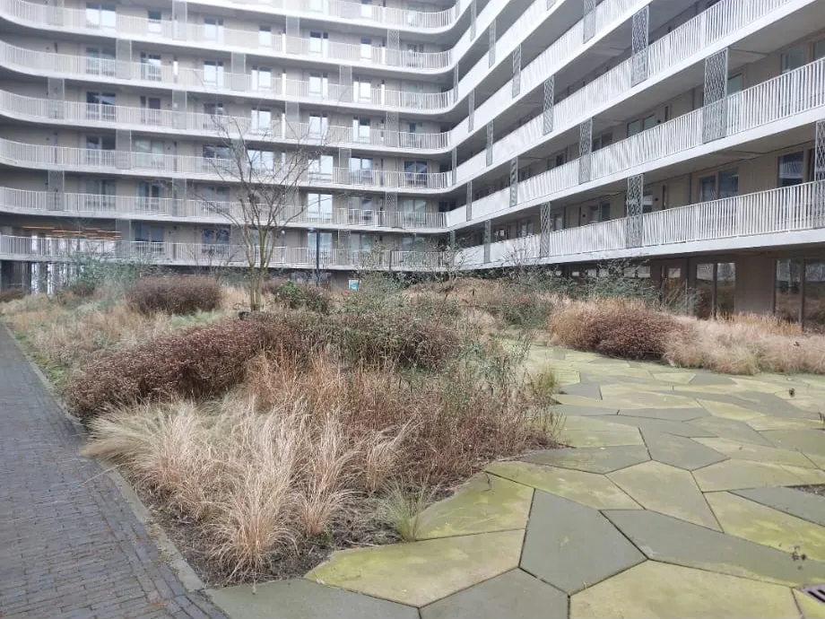 Binnentuin in de winter met hoge, verdorde siergrassen en uitgegroeide struiken