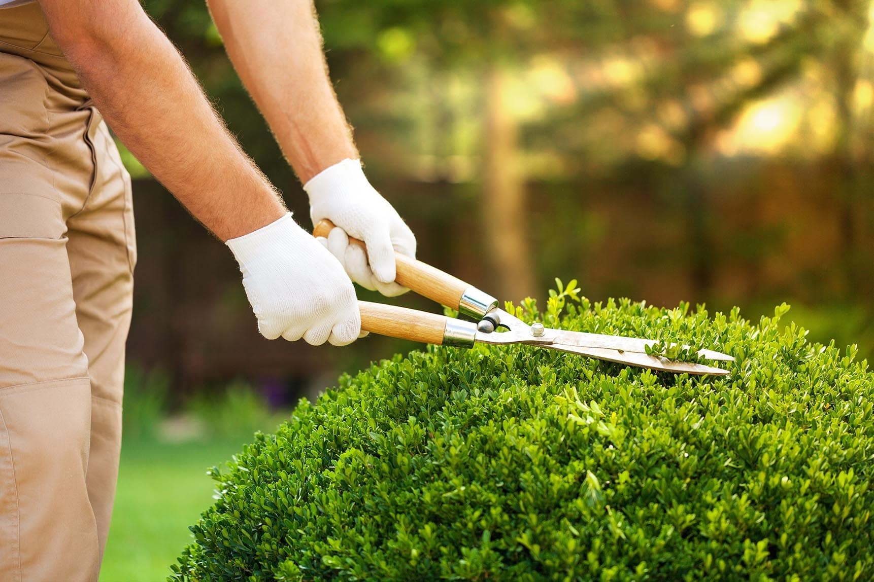 Een bol van buxus wordt met een handheggenschaar in vorm geknipt